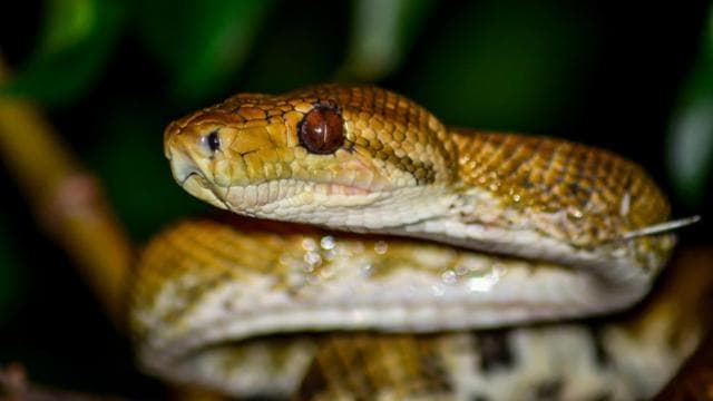 Manuel Antonio: Night Mangrove Safari Boat Tour with Dinner — Guided tour and outdoor activity