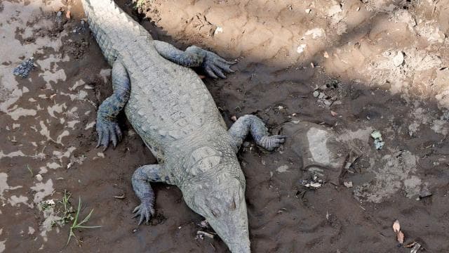 Puerto Limón: Tortuguero, Maratopia, Cahuita, banana plantation, and much more: tour — Guided tour and outdoor activity
