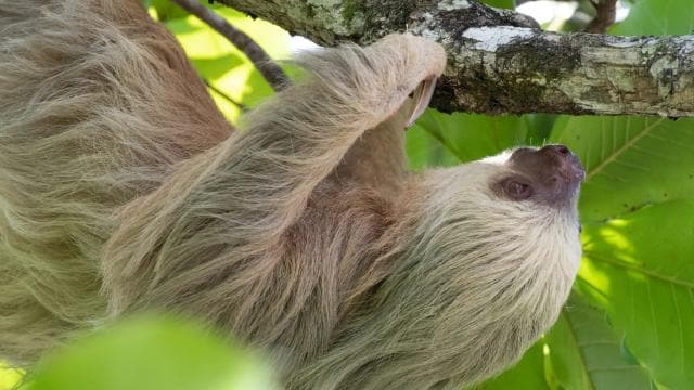 From San José: Full day Manuel Antonio National Park — Guided tour and outdoor activity