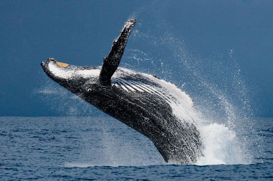 Humpback Whale Watching Experience in Samaná Bay – Half Day Tour From Miches Private — Guided tour and outdoor activity
