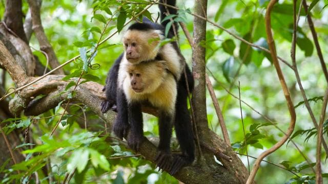 Rincón de la Vieja: One-Day Nature Tour — Guided tour and outdoor activity