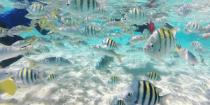 Cayo Arena: Paradise Island Tour Sosua oder Cabarete — Guided tour and outdoor activity