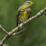 El Limón: Ziplining-Abenteuer — Guided tour and outdoor activity