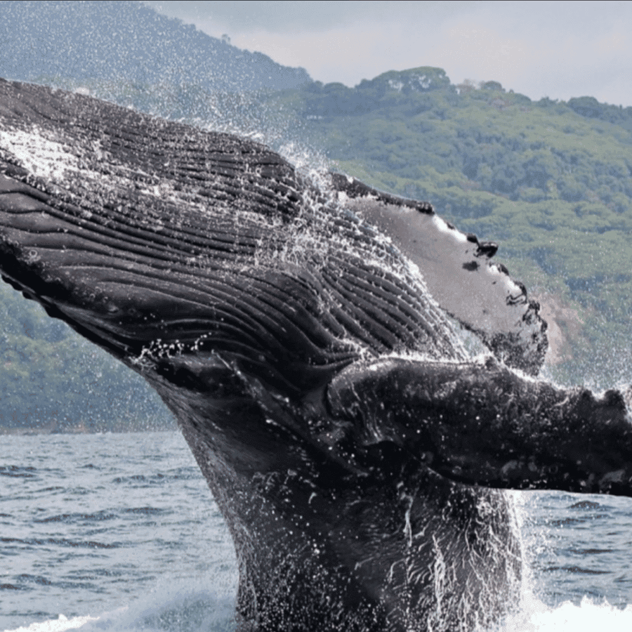 Whale Watching from Carenero Port Samaná | Cayo Levantado Tour — Guided tour and outdoor activity