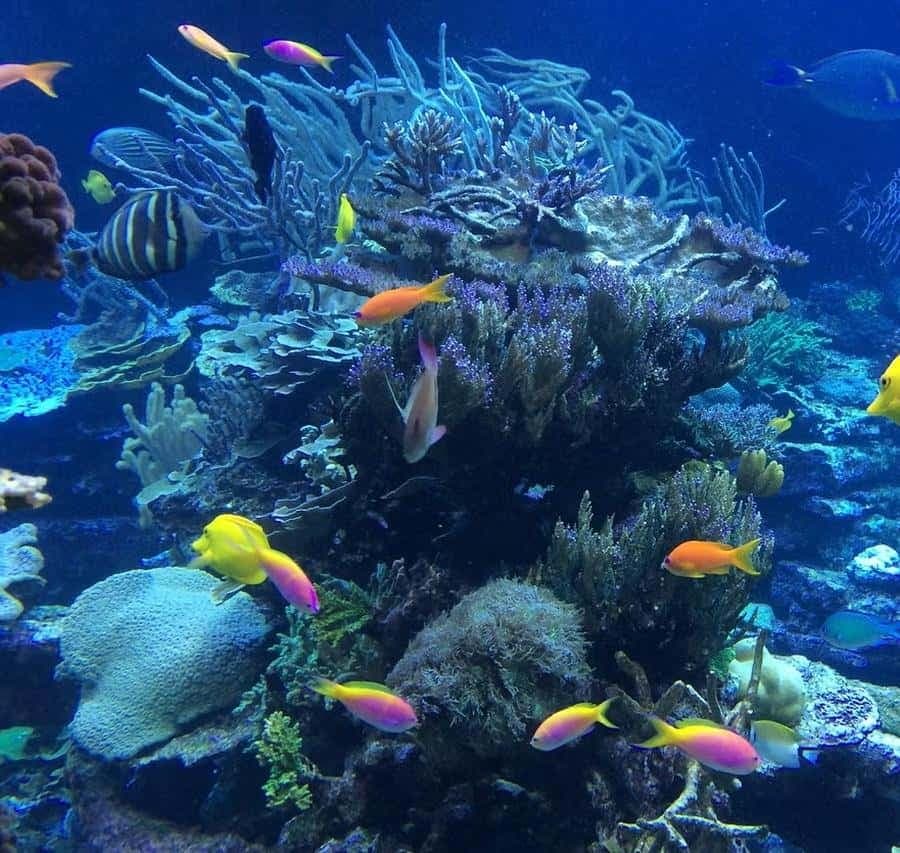 Punta Cana or La Romana: Catalina Island Tour and Snorkeling — Guided tour and outdoor activity