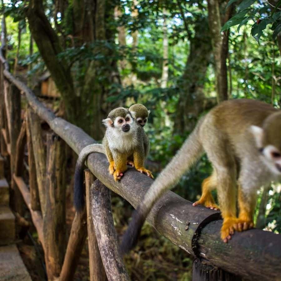Monkey Encounter + ATV Riding Adventure – Puerto Plata — Guided tour and outdoor activity