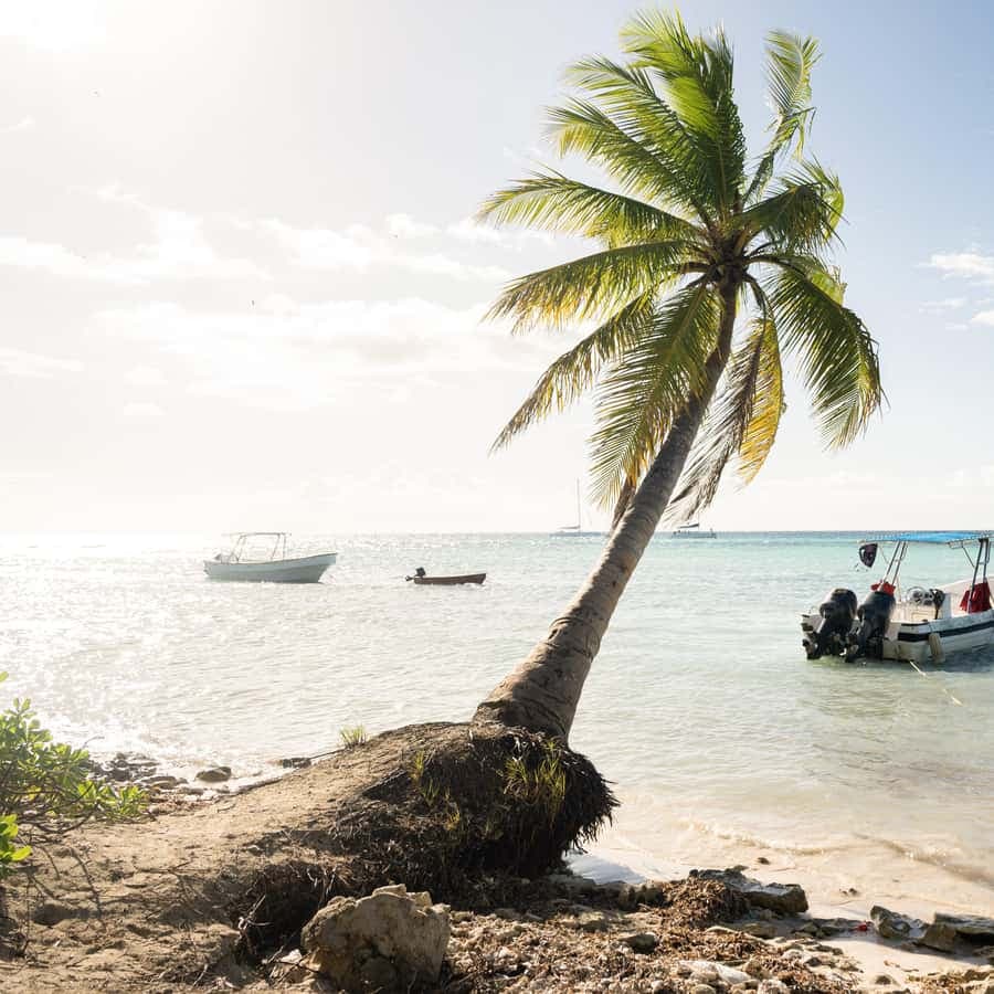From Punta Cana: Saona Island Tour by Catamaran with Open Bar and Buffet — Guided tour and outdoor activity