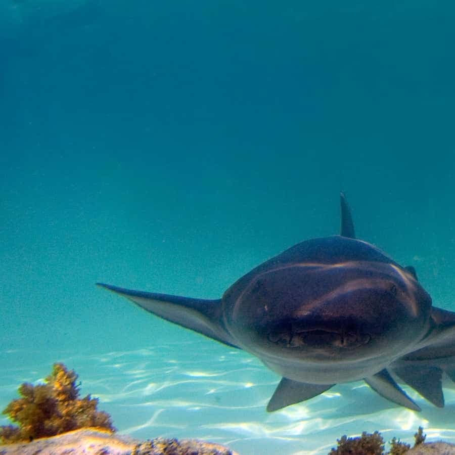 Punta Cana: Zugang zum Reef Explorer mit Schwimmen für Haie und Stachelrochen — Guided tour and outdoor activity