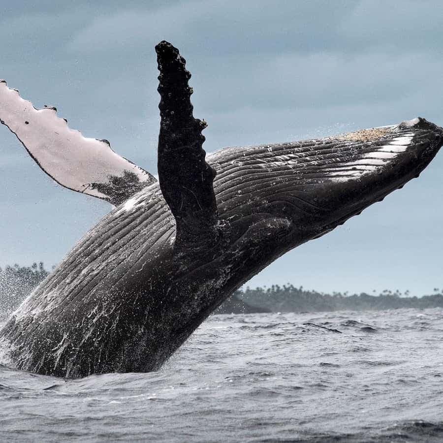 From Samaná: Whale Watching and Cayo Levantado Boat Tour — Guided tour and outdoor activity