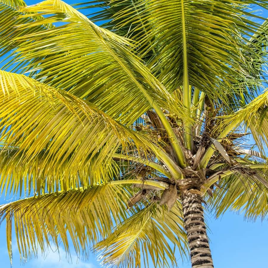 From Punta Cana: Catamaran Cruise to Saona Island with Lunch — Guided tour and outdoor activity
