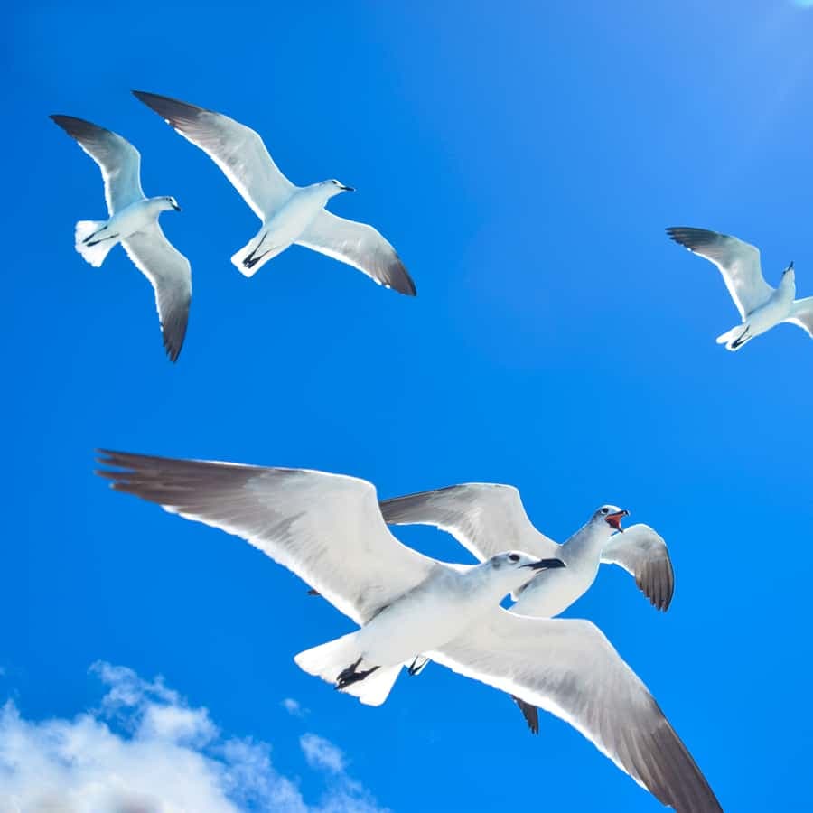 From Santo Domingo: Saona Island Day Trip w/ Lunch & Drinks — Guided tour and outdoor activity