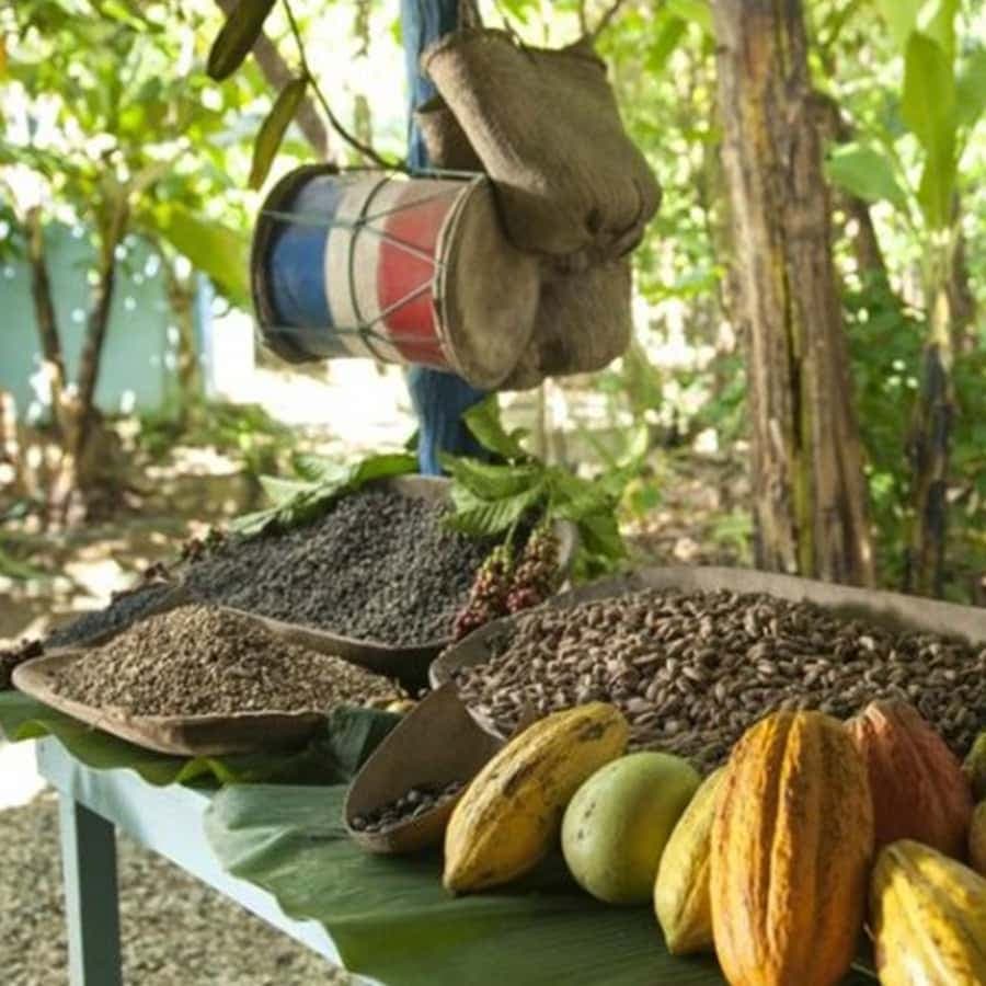 Punta Cana: Higuey Tour Excursion Cultural — Guided tour and outdoor activity