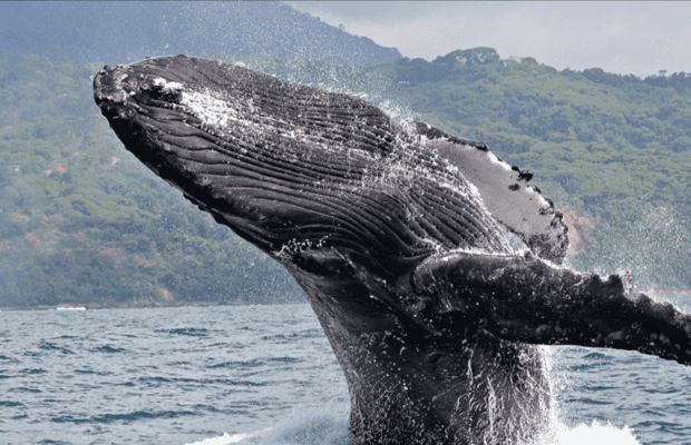 Punta Cana: Private Whale Watching Samana bay Half Day — Guided tour and outdoor activity