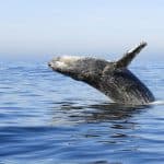 Miches Whales Watching Half Day Experience – Media Luna (Half-Moon). — Guided tour and outdoor activity