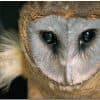 Private Birding Tours of the Dominican Republic — Guided tour and outdoor activity