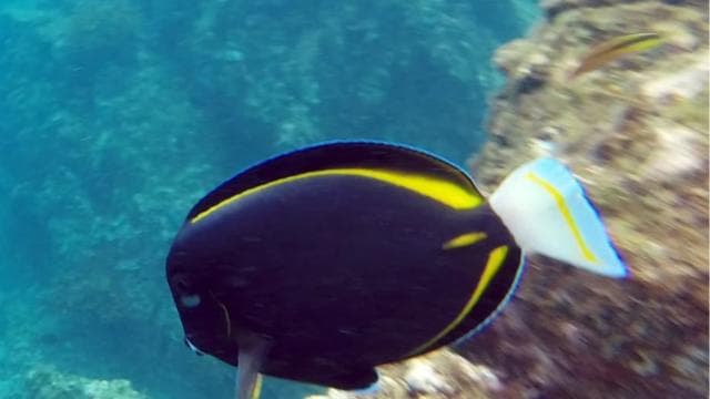 Uvita: Snorkeling at Caño Island — Guided tour and outdoor activity