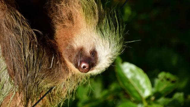 Immerse yourself in the magic of the Monteverde Cloud Forest — Guided tour and outdoor activity
