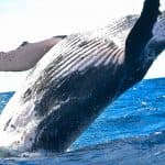 Punta Cana / Cap Cana: Excursion Whale Watching + Cayo Levantado (Private Tour ) — Guided tour and outdoor activity