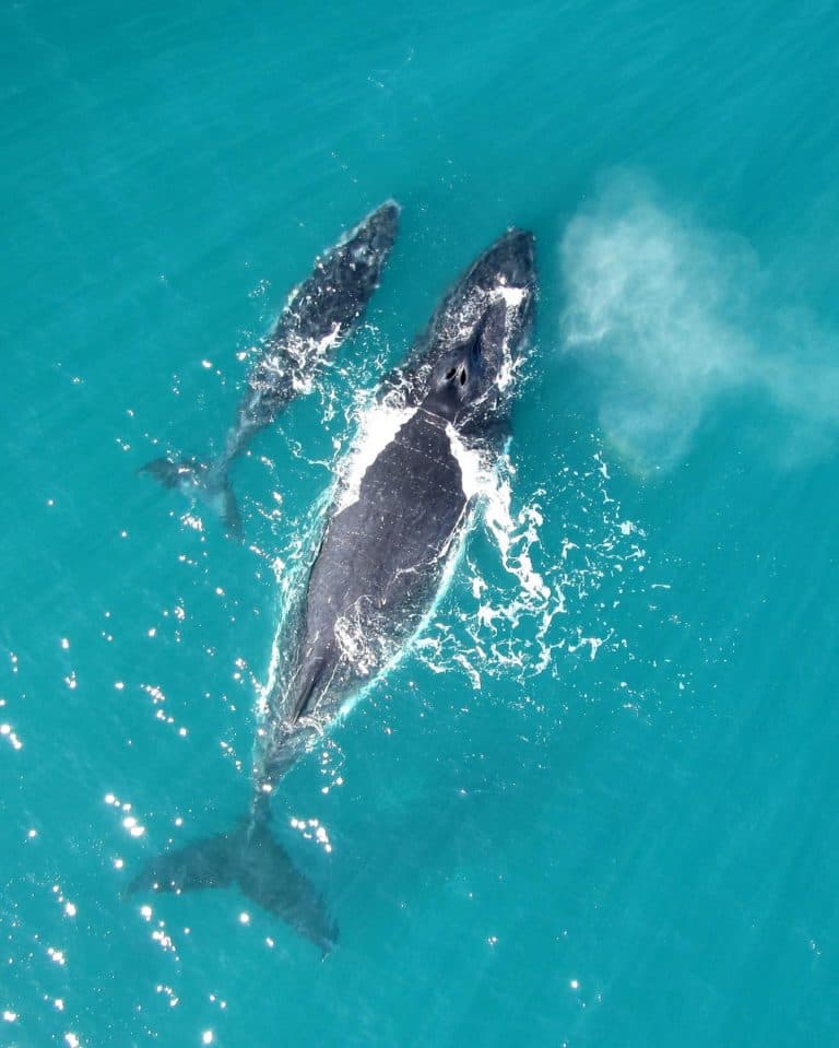 Samaná Whale Watching & Cayo Levantado (Bacardi Island) From Boca Chica — Guided tour and outdoor activity