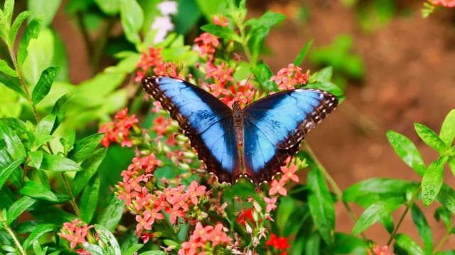 From San Jose: La Paz Waterfall Gardens Guided Day Tour — Guided tour and outdoor activity