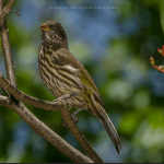 Punta Cana: Bird Watching at Punta Cana Foundation Area — Guided tour and outdoor activity
