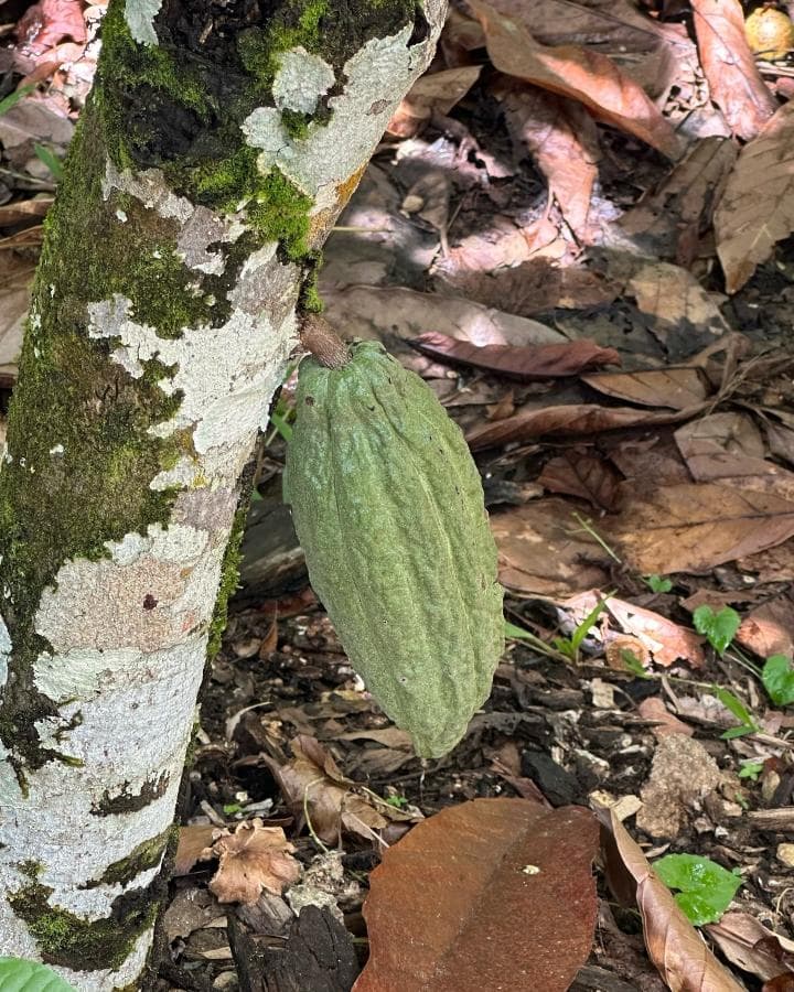 Miches: Yanigua Waterfalls Tour – Clay Spa, Lunch & Nature Adventure — Guided tour and outdoor activity