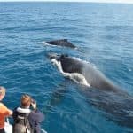 Výlet za pozorováním velryb v zálivu Samaná + Cayo Levantado z Puerto Plata (soukromá doprava) — Guided tour and outdoor activity