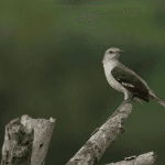 Punta Cana: Bird Watching at Punta Cana Foundation Area — Guided tour and outdoor activity