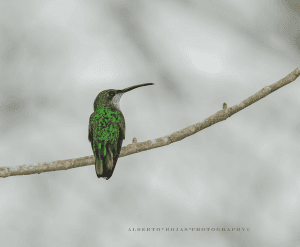 Birding: 4 Days of Bird Watching Dominican Republic — Guided tour and outdoor activity