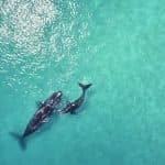 Samaná Whale Watching & Cayo Levantado (Bacardi Island) From Las Galeras — Guided tour and outdoor activity