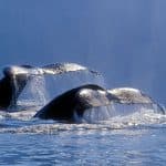 Punta Cana: Samaná Whale Watching + Cayo Levantado (Bacardi Island) + Limón Waterfalls — Guided tour and outdoor activity