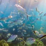 Catalina Island & Altos de Chavon From Punta Cana (Snorkeling with Catamaran Party) — Guided tour and outdoor activity