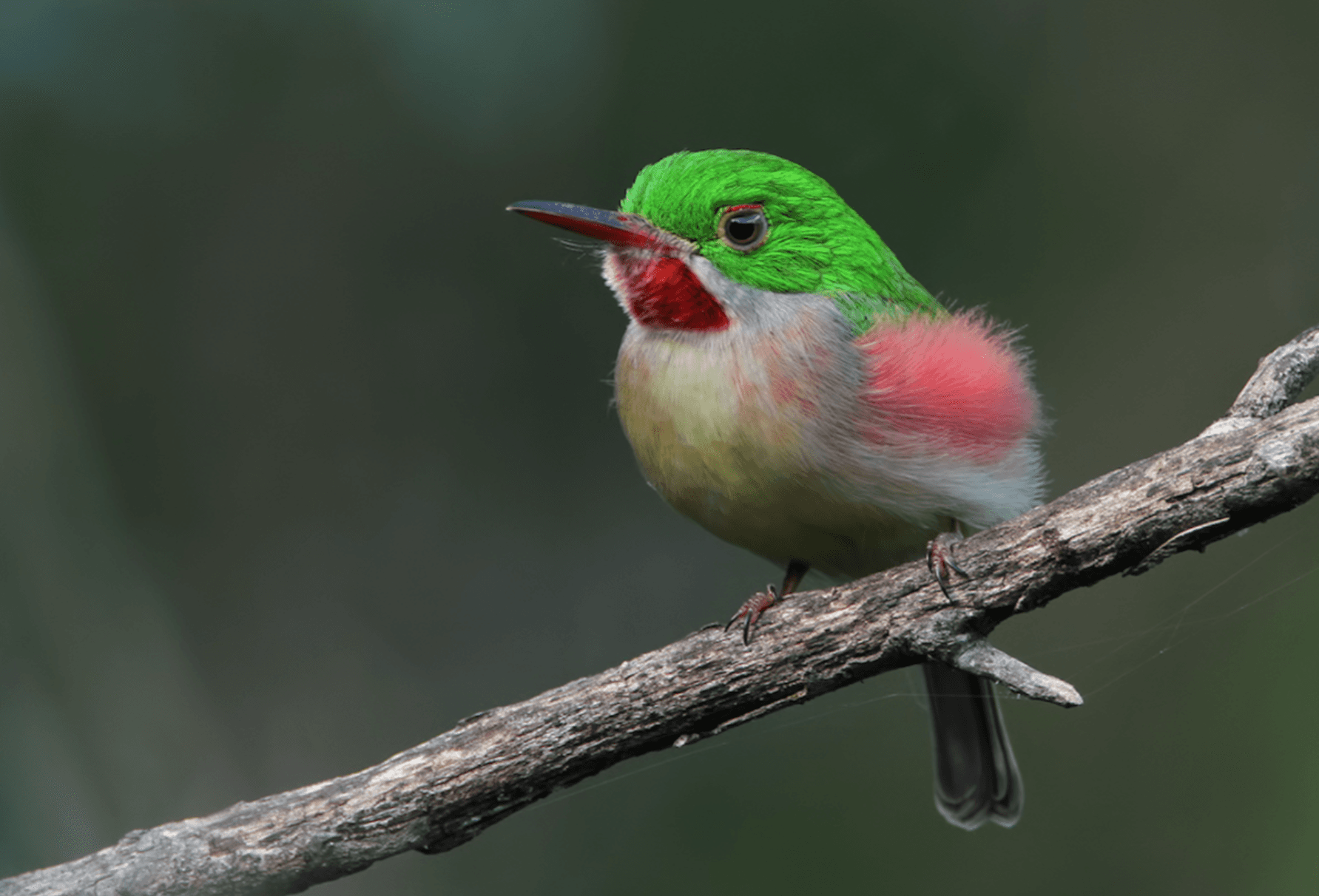 Los Haitises National Park Wildlife Guide (2026): Birds, Mangroves & Marine Life