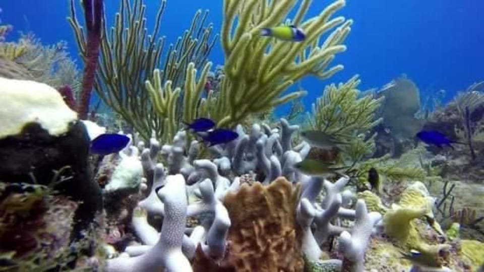 Catalina Island: Day Trip - Best Snorkeling! - Bild 3