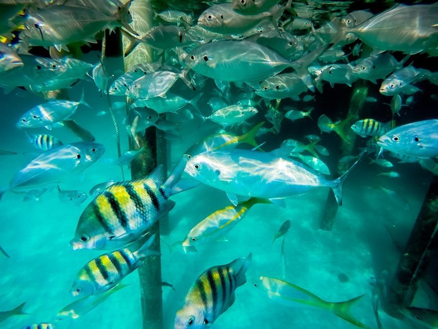 Punta Cana: Marinarium Snorkeling Cruise - Bild 3