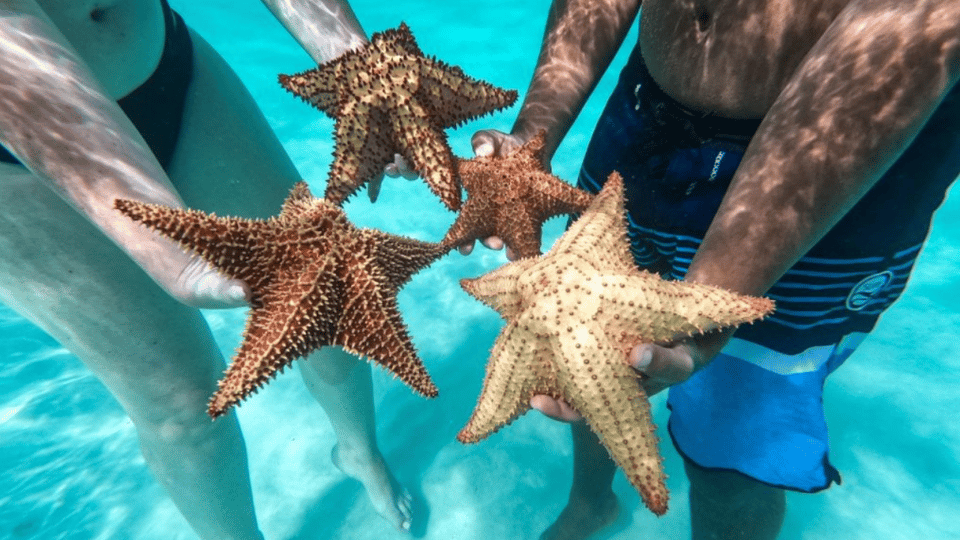 Saona Island Full-Day with Pickup in your Hotel Punta Cana - Bild 3