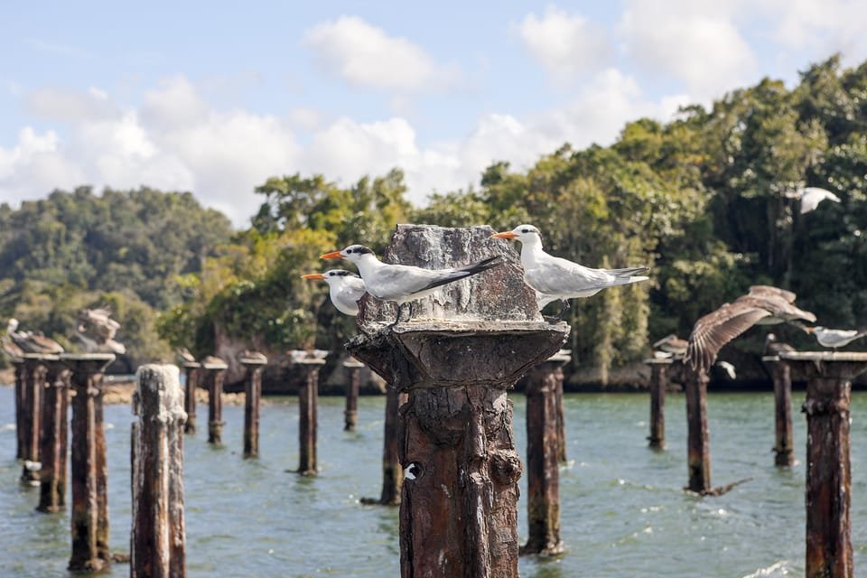 Haitises + Cayo Levantado ( Bacardi Island ) - Image 4