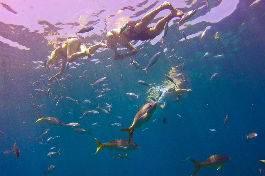 Punta Cana: Full-Day Snorkeling Tour to Catalina Island - Obrázek 15