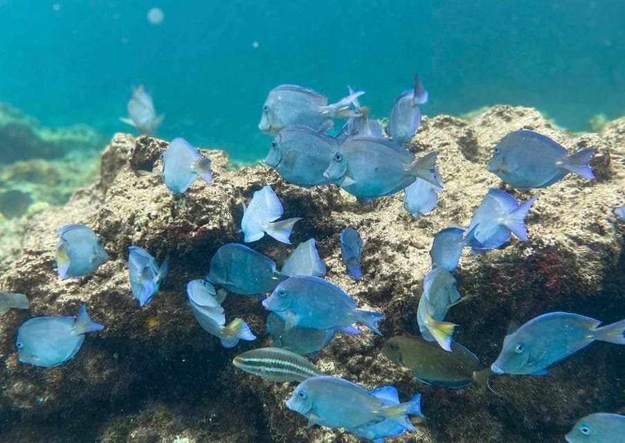 Punta Cana: Full-day Snorkelling Tour in Catalina Island - Bild 3