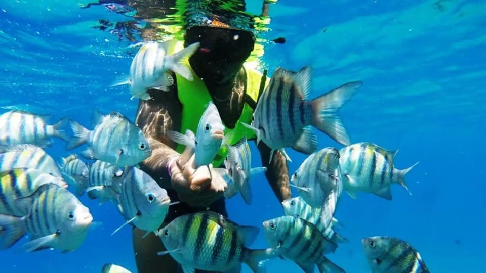 Catalina Island: Day Trip - Best Snorkeling! - Bild 4