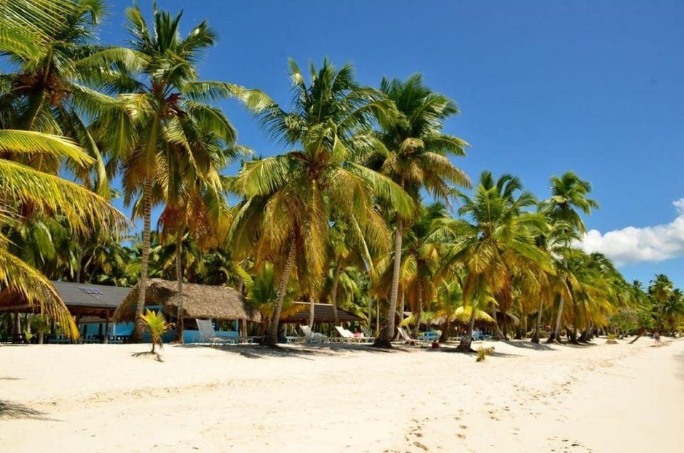 Experience Saona Island from Punta Cana - Image 3