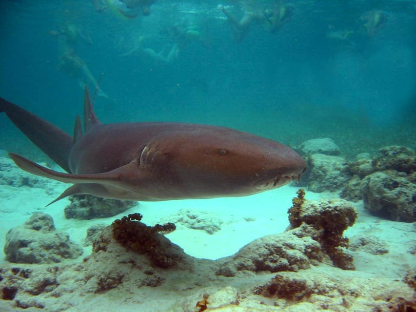 Punta Cana: Marinarium Snorkeling Cruise - Bild 4