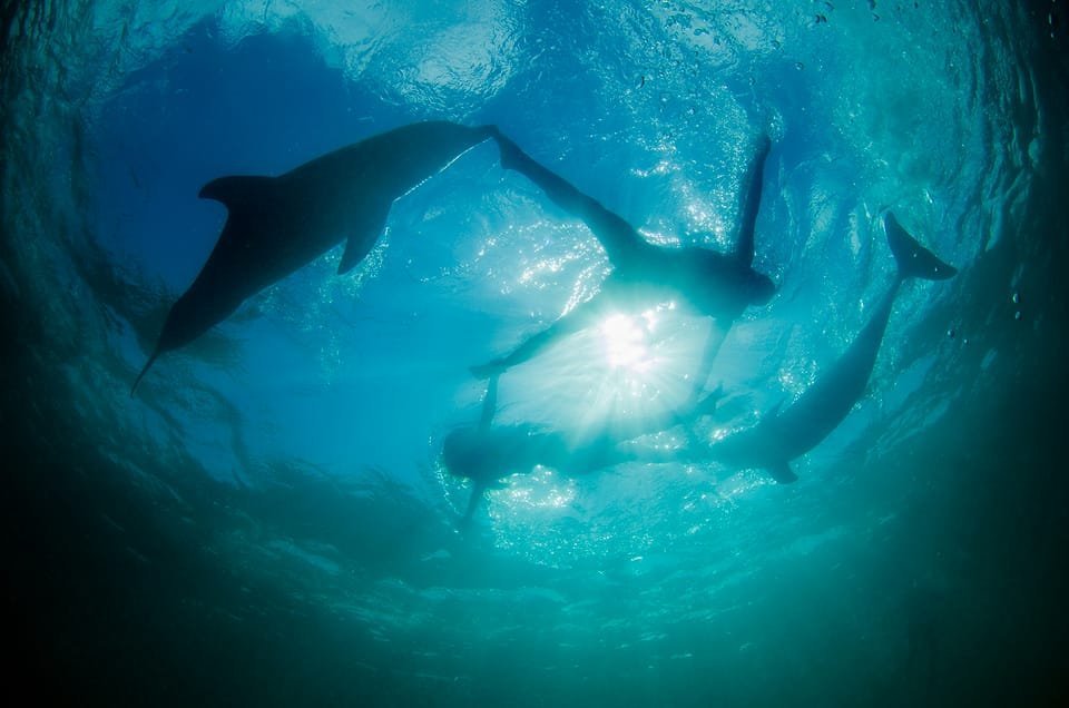 Punta Cana: Dolphin Experience in the Sea - Bild 5