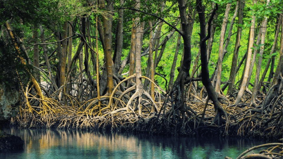 Discover Los Haitises National Park with Delicious Lunch - Immagine 2
