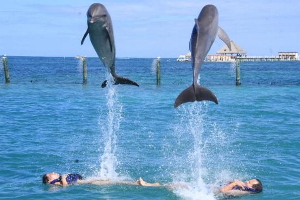 Punta Cana: Dolphin Experience in the Sea - Bild 6