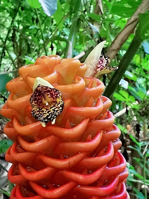 Puerto Plata: Taino Valley and Dominican Flavor Experience - Bild 7