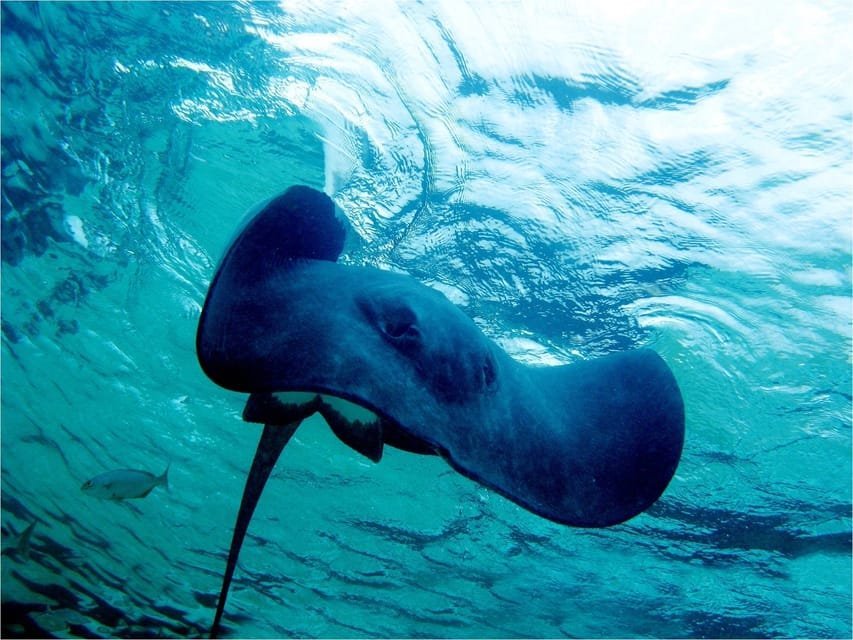 Punta Cana: Pirate Boat Trip and Snorkeling Tour - Image 8