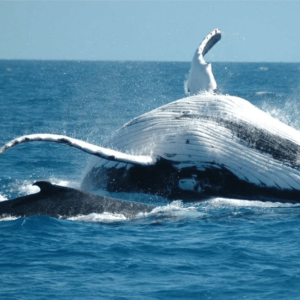 Au départ de Punta Cana : Journée d'observation des baleines dans le sanctuaire