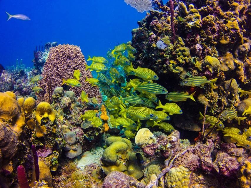 Punta Cana: Celodenní výlet na ostrov Catalina se šnorchlováním