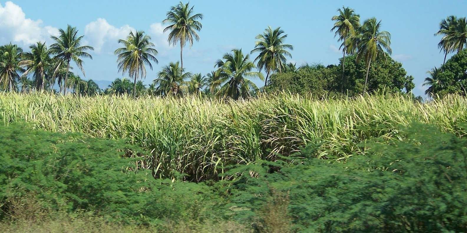 Cabarete: 2-Person Dominican Countryside Buggy Tour - Obrázek 2